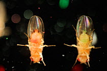 Wild type Common fruit flies (Drosophila melanogaster) from laboratory culture, the flies were fed with green and red food for staining purposes,  Vienna Drosophila RNAi Center, Institute for Molecula...