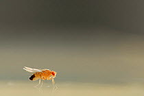 Common fruit fly (Drosophila melanogaster) showing the Curly mutation (wings curl away from the body) The mutation is used as a genetic marker. Vienna Drosophila RNAi Center, Institute for Molecular P...