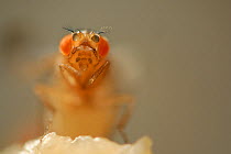 Common fruit fly (Drosophila melanogaster) showing the Orange mutation (eyes have fewer red pigments than normal) the mutation is used as a genetic marker. Vienna Drosophila RNAi Center, Institute for...
