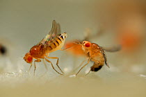 Mating behaviour in Common fruit flies (Drosophila melanogaster) studied in laboratory for gene research, a Curly (wings turn up) and Orange (less red pigment in the eyes) mutant female rejects the ma...