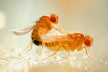 Mating behaviour in Common fruit flies (Drosophila melanogaster) studied in laboratory for gene research, a Yellow (body pigmentation) Curly (wings turn up) type mutant male mates with a Yellow, Curly...