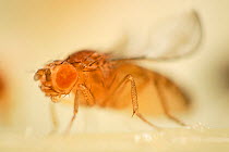 Common fruit fly (Drosophila melanogaster) laboratory culture Curly (wings turn up) and Orange (eyes are less red) mutant, the mutations are used as genetic markers in gene research, Vienna Drosophila...