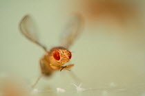 Common fruit fly (Drosophila melanogaster) laboratory culture Curly (wings turn up) mutant, the mutations are used as genetic markers in gene research, Vienna Drosophila RNAi Center, Institute for Mol...