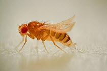 Common fruit fly (Drosophila melanogaster) laboratory culture Yellow (yellow body pigmentation) and Curly (wings turn up) mutant, the mutations are used as genetic markers in gene research, Vienna Dro...