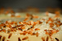 Common fruit flies (Drosophila melanogaster) laboratory culture of flies showing Yellow (yellow pigmentation), Curly (wings curl away from body) and Orange (less red pigmentation in eyes) mutations. T...
