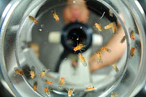 Research scientist sorting a laboratory culture of Common fruit flies (Drosophila melanogaster) at the Vienna Drosophila RNAi Center, Institute for Molecular Pathology, Austria, October 2010