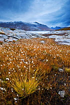 Upland wet grass habitat in Litledalen, Norway, September 2010. Winner, Fritz Polking Junior Award portfolio, GDT 2011 Competition.
