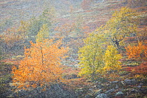 Snowfall on trees in Rondane National Park, Norway, September 2010. Winner, Fritz Polking Junior Award portfolio, GDT 2011 Competition.
