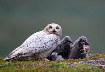 Snowy Owl (Nyctea / Bubo scandiaca) adult with chicks. One of the larger chicks is swallowing its sibling. Utsjoki, Finland, July.