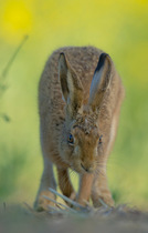 European brown hare (Lepus europaeus) adult emerging from a field of rapeseed, Hope Farm RSPB reserve, Cambridgeshire, UK, May