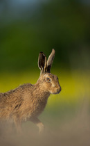 European brown hare (Lepus europaeus) adult emerging from field of rapeseed, Hope Farm RSPB reserve, Cambridgeshire, UK, May
