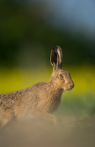 European brown hare (Lepus europaeus) adult emerging from field of rapeseed, Hope Farm RSPB reserve, Cambridgeshire, UK, May
