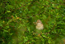 Whitethroat (Sylvia communis) adult perched in Blackthorn hedgerow with insect prey for young, Hope Farm RSPB reserve, Cambridgeshire, UK, May
