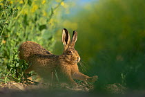 European brown hare (Lepus europaeus) adult stretching on fringes of a field of rapeseed. Hope Farm RSPB reserve, Cambridgeshire, UK, May, sequence 1/4