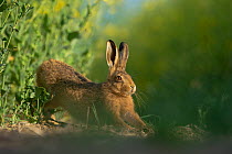 European brown hare (Lepus europaeus) adult stretching on fringes of a field of rapeseed. Hope Farm RSPB reserve, Cambridgeshire, UK, May, sequence 2/4