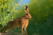 Farmland - Brown Hares