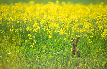 European brown hare (Lepus europaeus) adult sitting on the fringes of a field of flowering rapeseed. Hope Farm RSPB reserve, Cambridgeshire, UK, May 2011