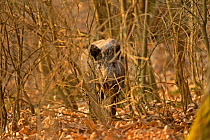 Wild boar (Sus scrofa) female behind vegetation in forest, Forest of Dean, Gloucestershire, UK, March