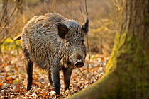 Wild boar (Sus scrofa) female in forest, Forest of Dean, Gloucestershire, UK, March