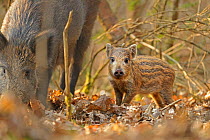 Wild boar (Sus scrofa) piglet and mother in forest, Forest of Dean, Gloucestershire, UK, March