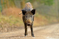 Wild boar (Sus scrofa) female on forest track, Forest of Dean, Gloucestershire, UK, March