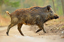 Wild boar (Sus scrofa) female crossing forest track, Forest of Dean, Gloucestershire, UK, March. Did you know? In heraldry the boar is supposed to symbolise courage and a white boar was the badge of K...