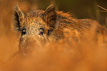 RF- Wild boar (Sus scrofa) female. Forest of Dean, Gloucestershire, UK, March. (This image may be licensed either as rights managed or royalty free.)