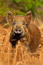 Wild boar (Sus scrofa) female in forest, Forest of Dean, Gloucestershire, UK, March