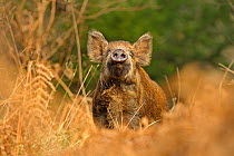 Wild Boar (Sus scrofa) female smelling air for scent of human, Forest of Dean, Gloucestershire, UK, March