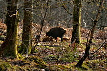Wild boar (Sus scrofa) female and piglets in forest, Forest of Dean, Gloucestershire, UK, March 2011
