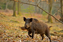Wild boar (Sus scrofa) female moving through forest, defensive of piglets, Forest of Dean, Gloucestershire, UK, March 2011
