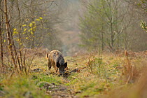 Wild boar (Sus scrofa) female digging in forest, Forest of Dean, Gloucestershire, UK, March 2011