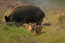Wild boar (Sus scrofa) female and piglets in forest, Forest of Dean, Gloucestershire, UK, March