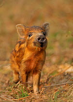 Wild Boar (Sus scrofa) inquisitive piglet sniffing the air, Forest of Dean, Gloucestershire, UK, March