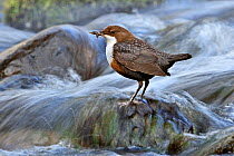 Dipper (Cinclus cinclus) perched on rock in fast flowing river with food for young, Brecon Beacons NP, Wales, UK, May. Did you know? To hold their position and find prey in fast flowing streams, dippe...