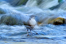 Dipper (Cinclus cinclus) perched on rock in river, long exposure, Brecon Beacons NP, Wales, UK, May