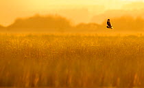 Short-eared owl (Asio flammeus) in flight, backlit, hunting at dusk, Lincolnshire, UK, March 2011