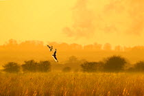 Short-eared owl (Asio flammeus) pair tussling in flight, backlit, hunting at dusk, Lincolnshire, UK, March