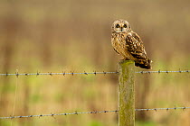 Short-eared owl (Asio flammeus) perched on fence post, Lincolnshire, UK, March