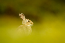 Young European rabbit (Oryctolagus cuniculus) sitting in long grass, Murlough Nature Reserve, Co Down, Northern Ireland, UK, June