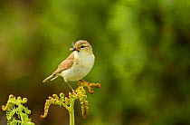 Willow warbler (Phylloscopus trochilus) perched on fern with prey in beak, Murlough Nature Reserve, Co Down, Northern Ireland, UK, June