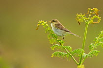 Willow warbler (Phylloscopus trochilus) perched on fern, Murlough Nature Reserve, Co Down, Northern Ireland, UK, June