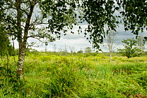 Brackagh Nature Reserve, wetland bog, County Down, Northern Ireland, UK, June 2011