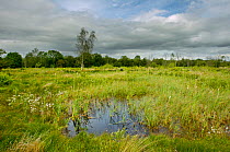 Brackagh Nature Reserve, wetland bog, County Down, Northern Ireland, UK, June 2011