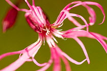 Ragged robin (Silene flos-cuculi) close-up of flower, Montiagh's Moss, County Antrim, Northern Ireland, UK, June. Did you know? Ragged robin gets it's name from it's thin tattered looking petals.