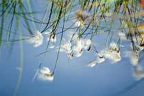 Bog cotton grass (Eriophorum sp) reflected in water, Ballynahone Bog, County Antrim, Northern Ireland, UK, June