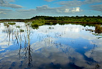 Ballynahone Bog with plants and sky reflected in water, County Antrim, Northern Ireland, UK, June 2011