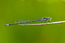 Variable damselfly (Coenagrion pulchellum) close-up on leaf, Montiagh's Moss, County Antrim, Northern Ireland, UK, June