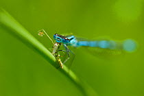 Azure damselfly (Coenagrion puella) feeding on insect prey, Montiagh's Moss, County Antrim, Northern Ireland, UK, June