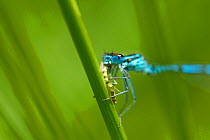 Azure damselfly (Coenagrion puella) feeding on insect prey, Montiagh's Moss, County Antrim, Northern Ireland, UK, June